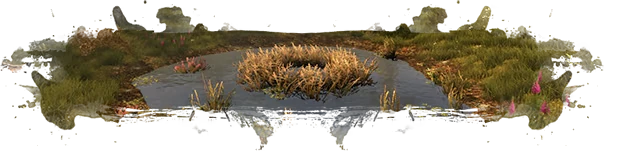Dr. Emmerson’s Nocturnes: Marshy pond with reeds, grass, and pink wildflowers around it.