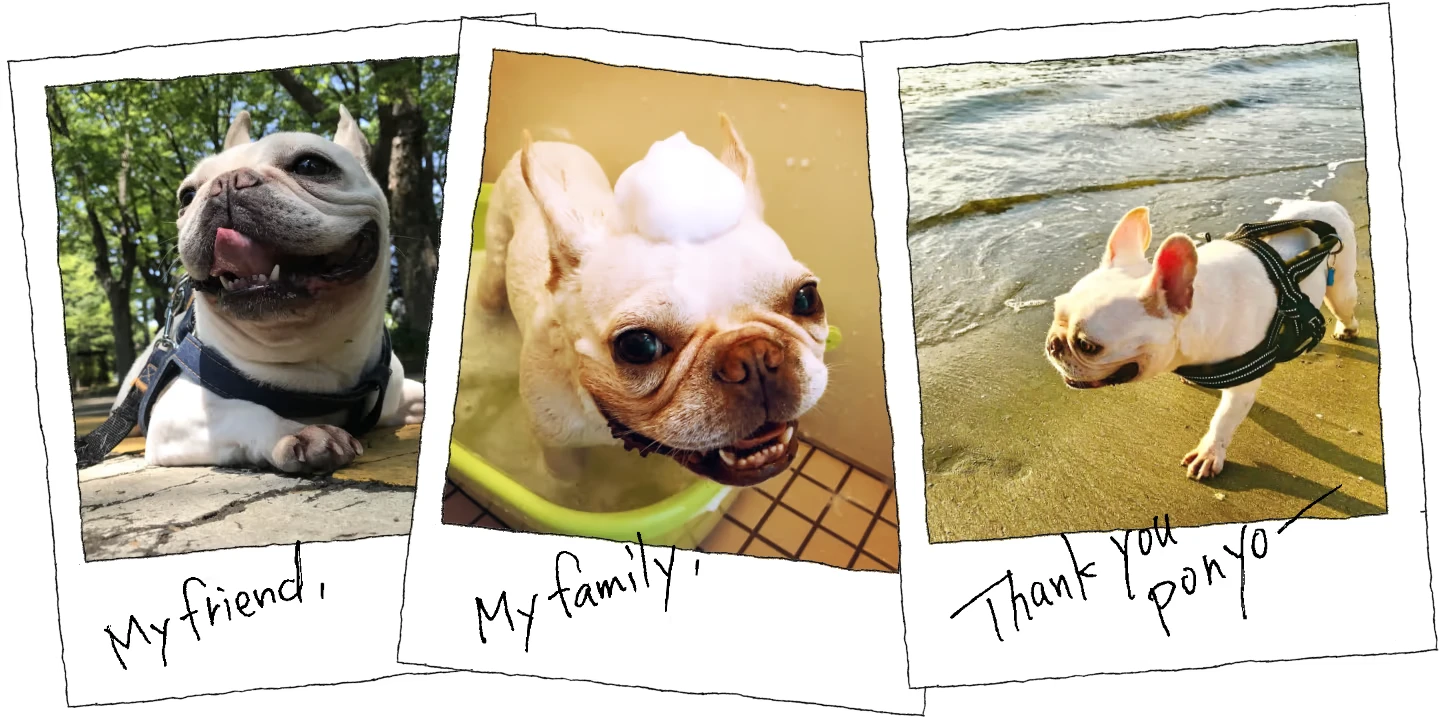 Finding Polka: Three Polaroids of a French bulldog with handwritten captions below.