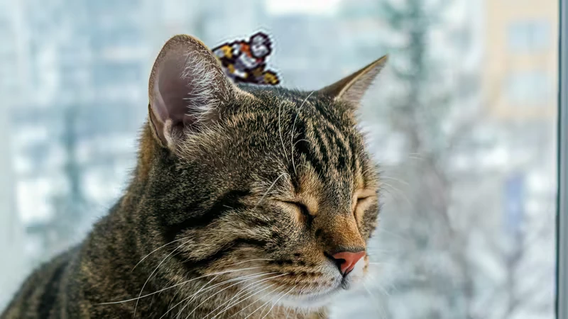 Knight Jump: Pixelated knight character stands on a tabby cat's head, eyes closed, blurred background.