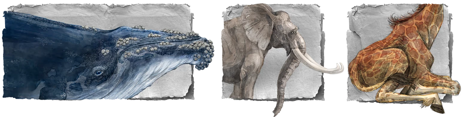 The Cleaner: Watercolor whale, elephant, and giraffe on torn paper panels.
